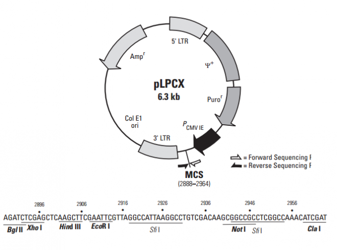 pLPCX 质粒图谱