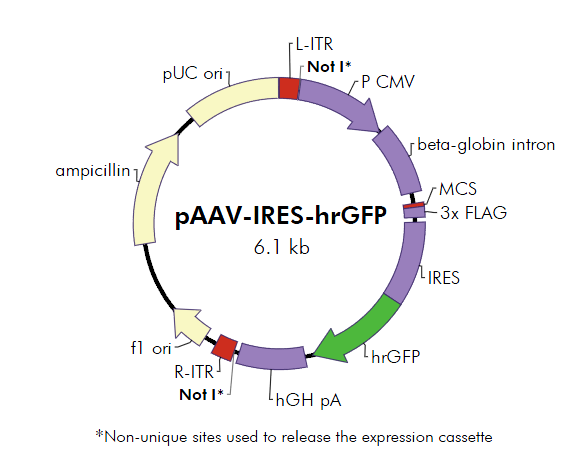 pAAV-IRES-hrGFP 质粒图谱