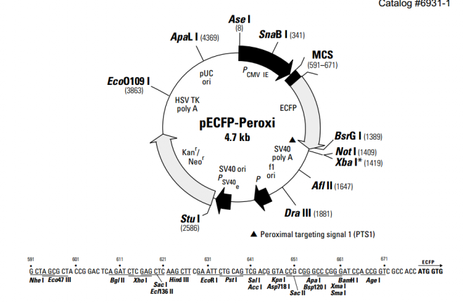 pECFP-Peroxi 质粒图谱