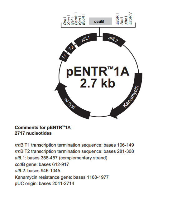 pENTR1A 质粒图谱