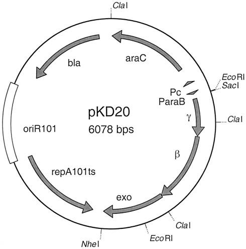 pKD20 质粒图谱