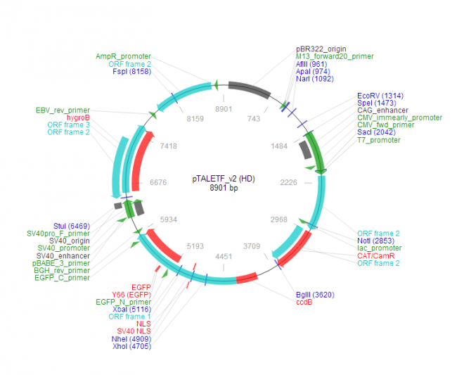 pTALETF_v2 (HD) 质粒图谱