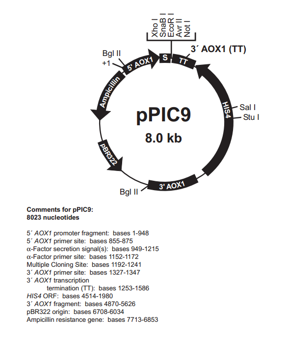 pPIC9 载体图谱