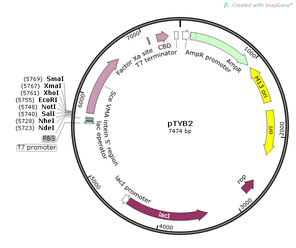 pTYB2 质粒图谱