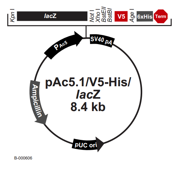 pAc5.1/V5-His /LacZ  质粒图谱