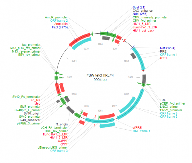 FUW-tetO-hKLF4 质粒图谱