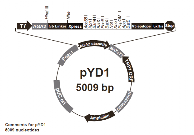 pYD1 质粒图谱