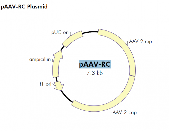 pAAV-RC 质粒图谱