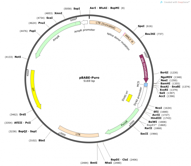 pBABE-Puro 载体图谱