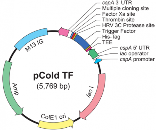 pCold TF 质粒图谱