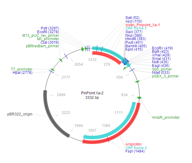 PinPoint Xa-2 质粒图谱