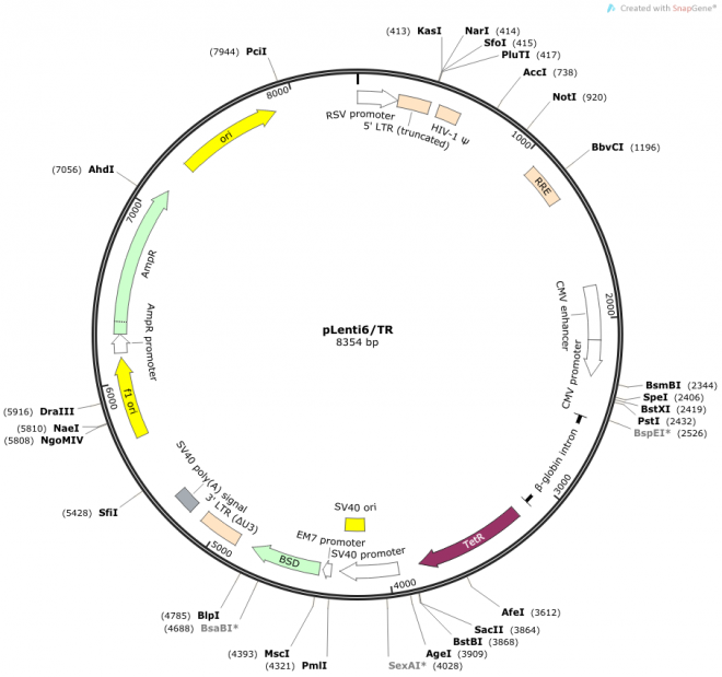 pLenti6/TR 质粒图谱