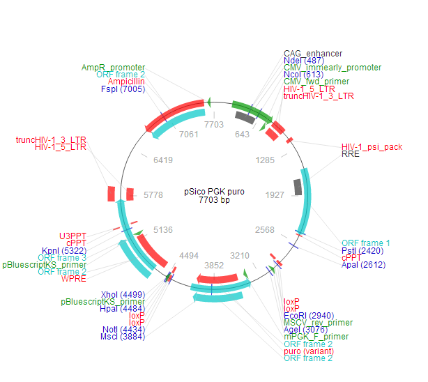 pSico PGK puro 质粒图谱