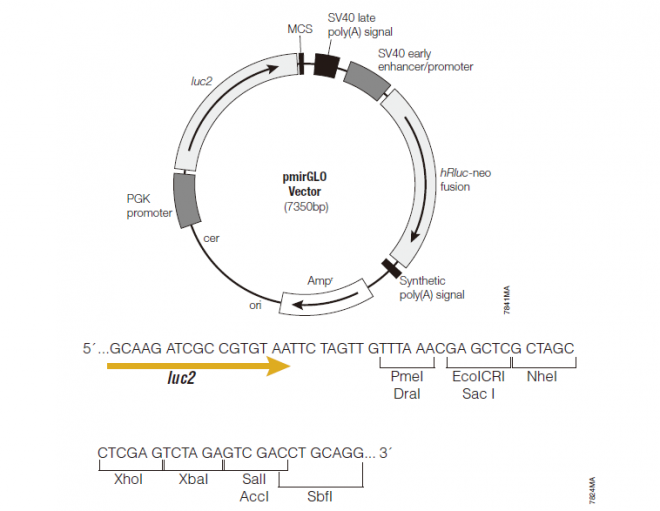 pmirGLO 质粒图谱