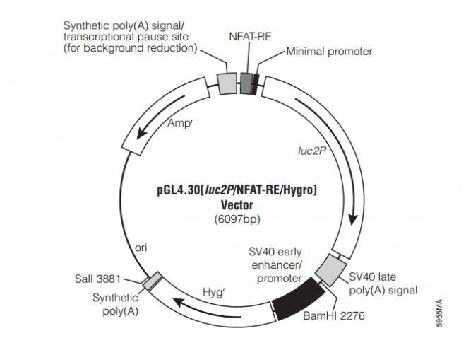 pGL4.30[luc2P/NFAT-RE/Hygro] 载体图谱