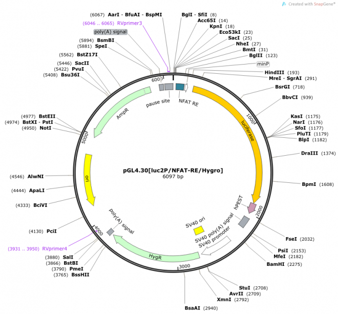 pGL4.30[luc2P/NFAT-RE/Hygro] 质粒图谱