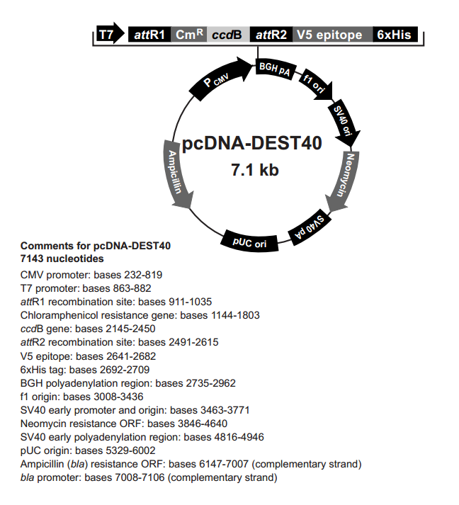 pcDNA-DEST40 质粒图谱