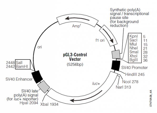 pGL3-Control 质粒图谱