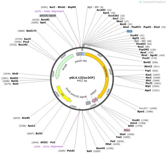 pGL4.12[luc2CP] 载体图谱