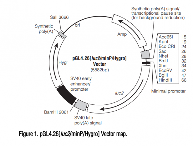 pGL4.26[luc2/minP/Hygro] 质粒图谱