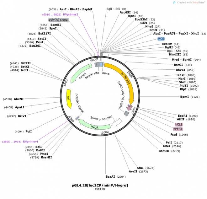 pGL4.28[luc2CP/minP/Hygro] 载体图谱