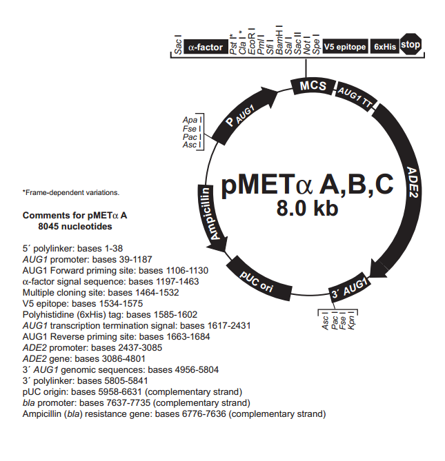 pMETα B 质粒图谱
