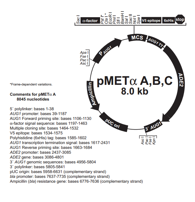 pMETα C 质粒图谱