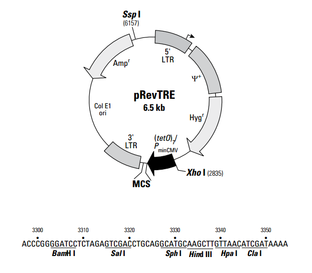pRevTRE 质粒图谱