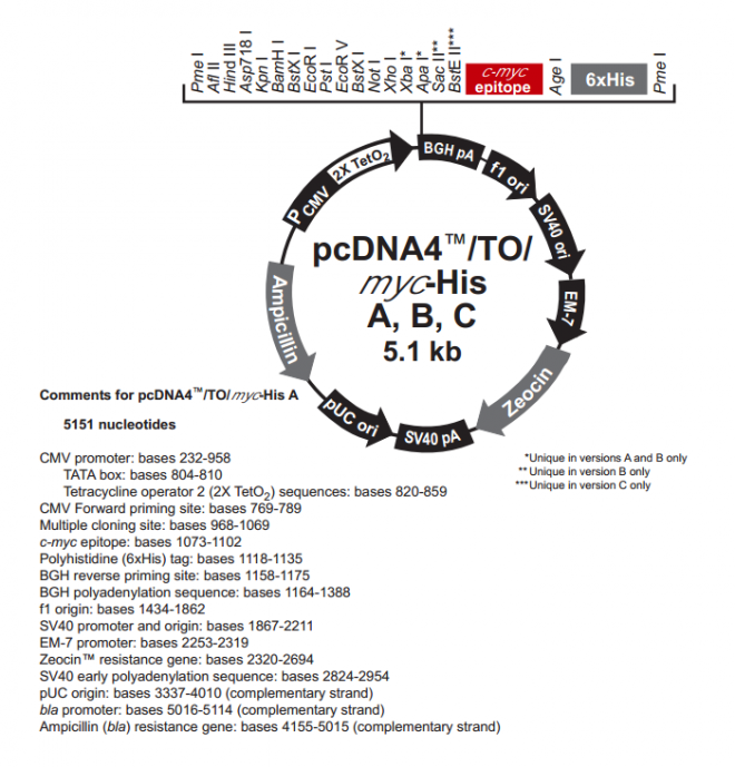 pcDNA4/TO/myc-His B 质粒图谱