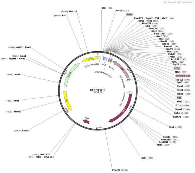 pET-41c(+) 质粒图谱