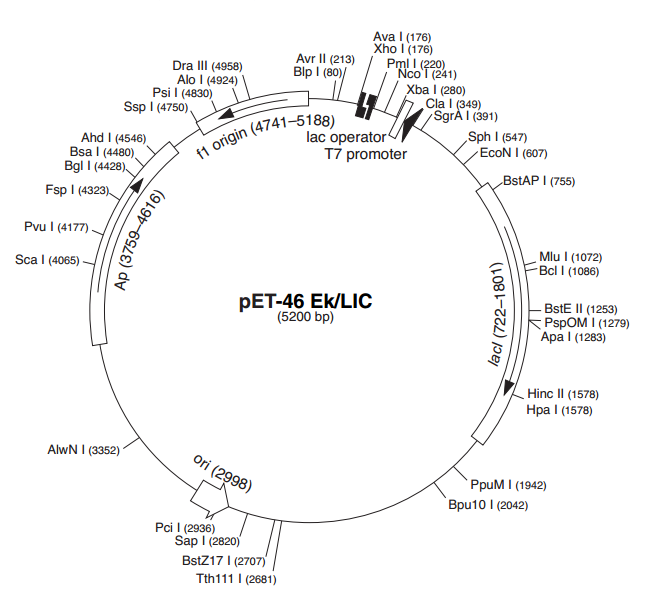 pET-46 EK/LIC 质粒图谱