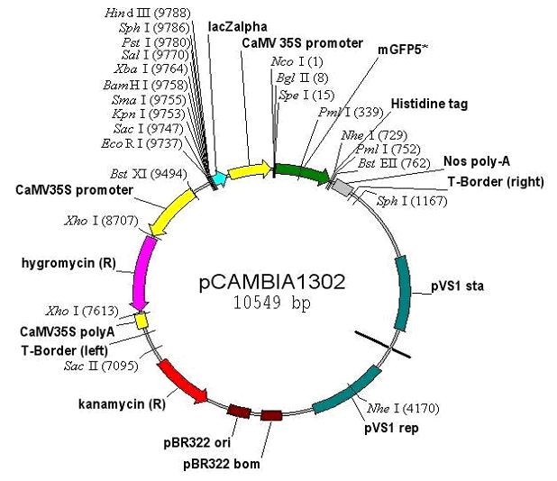 pCAMBIA1302 载体图谱