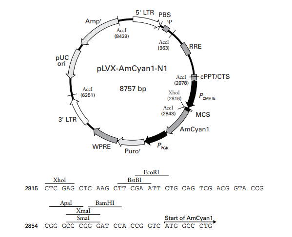 pLVX-AmCyan1-N1 质粒图谱