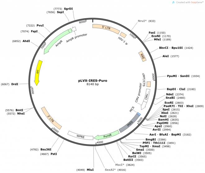 pLVX-IRES-Puro 载体图谱