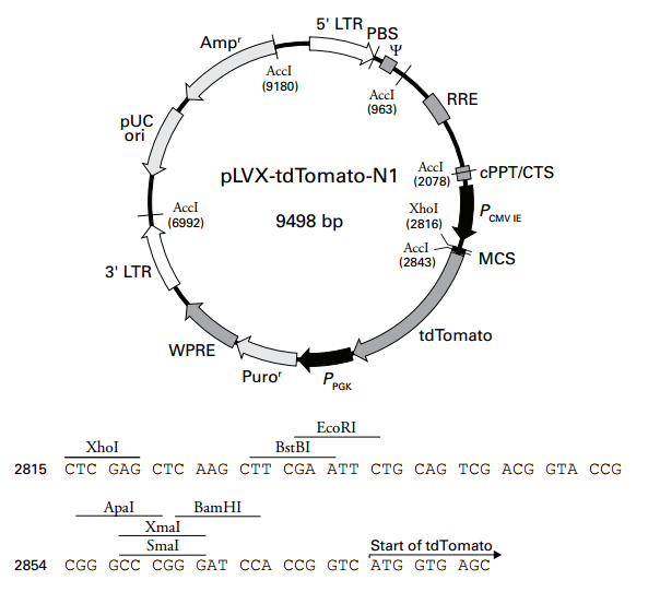 pLVX-tdTomato-N1 质粒图谱