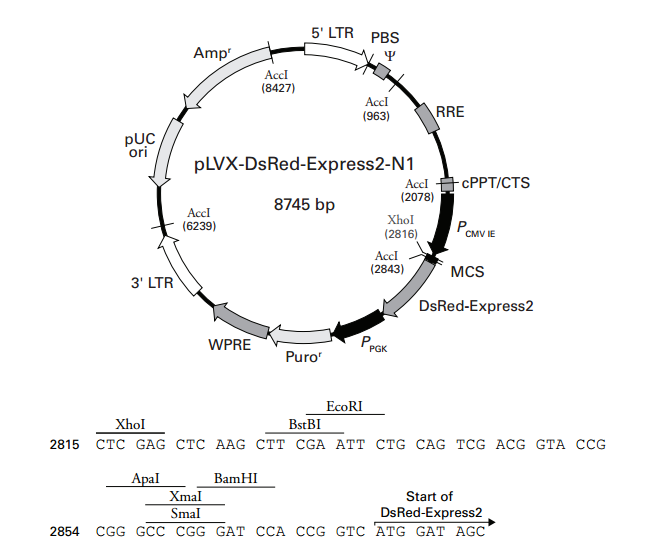 pLVX-DsRed-Express2-N1 质粒图谱