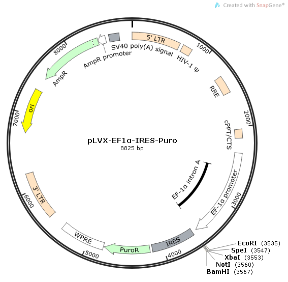 pLVX-EF1α-IRES-Puro 质粒图谱