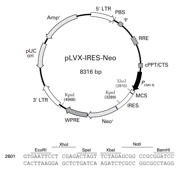 pLVX-IRES-Neo质粒图谱