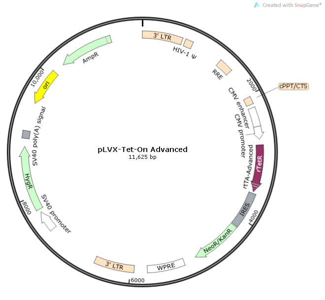pLVX-Tet-On Advanced 质粒图谱