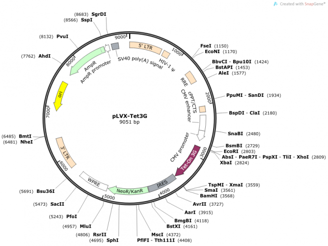 pLVX-Tet3G 载体图谱