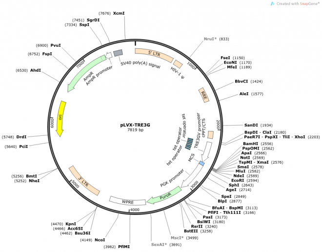 pLVX-TRE3G 载体图谱