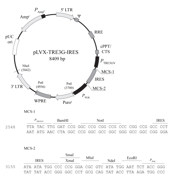 pLVX-TRE3G-IRES 质粒图谱