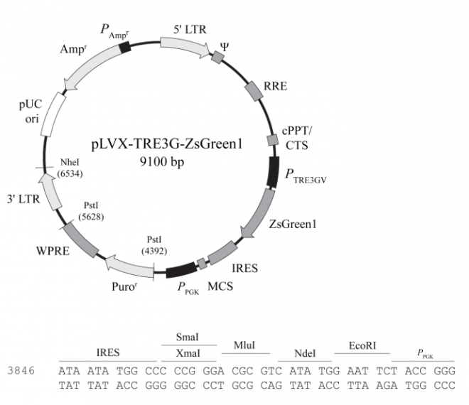 pLVX-TRE3G-ZsGreen1 质粒图谱