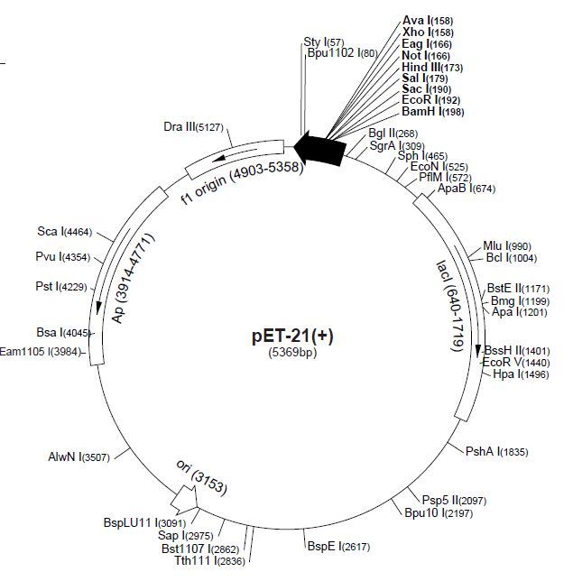 pET-21(+) 质粒图谱