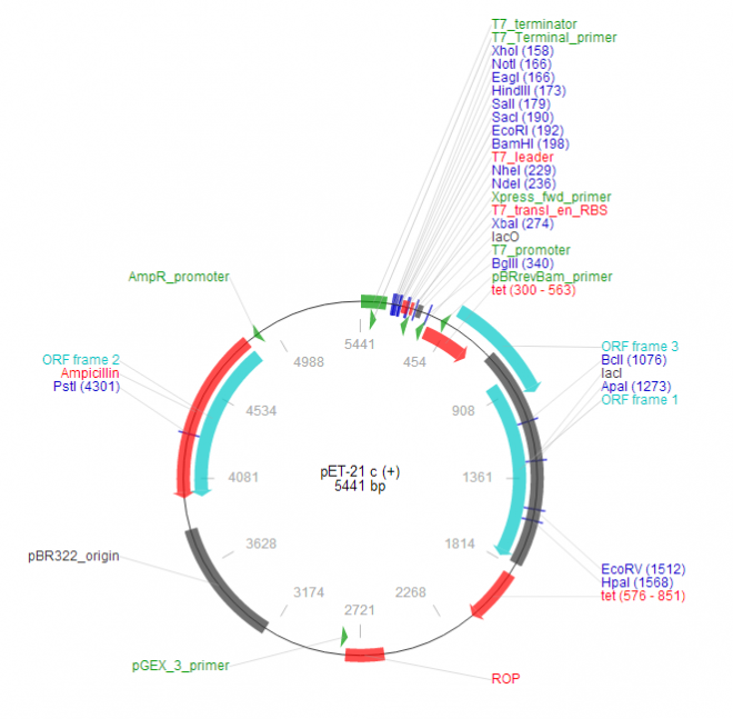 pET-21c(+) 质粒图谱