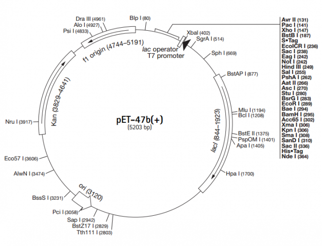 pET-47b(+) 质粒图谱