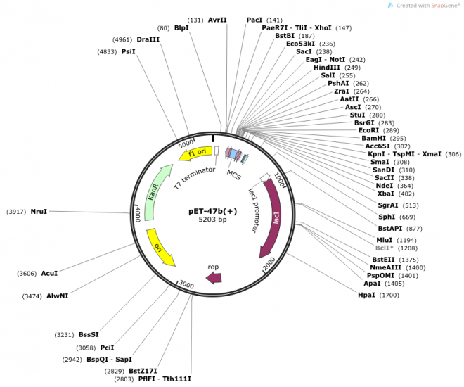 pET-47b(+) 载体图谱