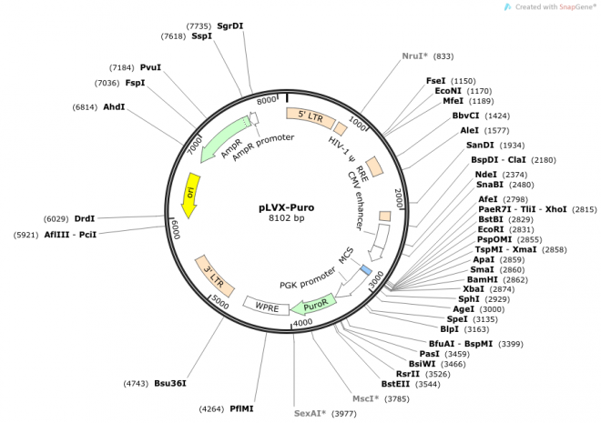 pLVX-Puro 质粒图谱