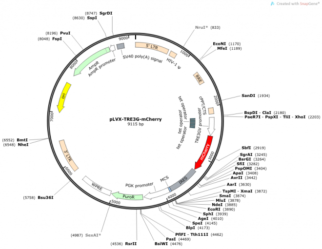 pLVX-TRE3G-mCherry 载体图谱