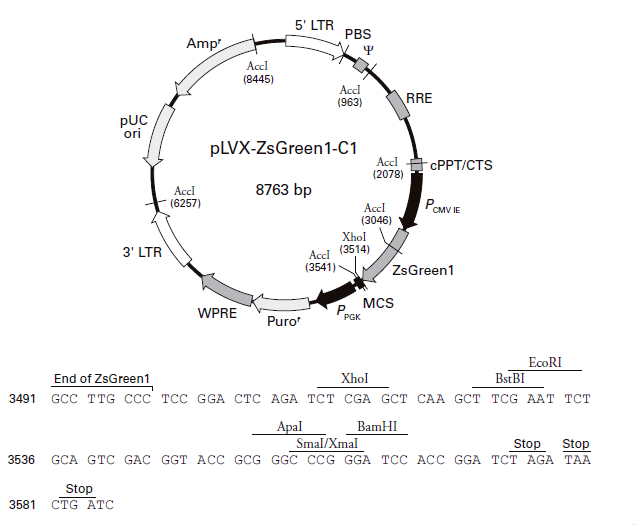 pLVX-ZsGreen1-C1 质粒图谱